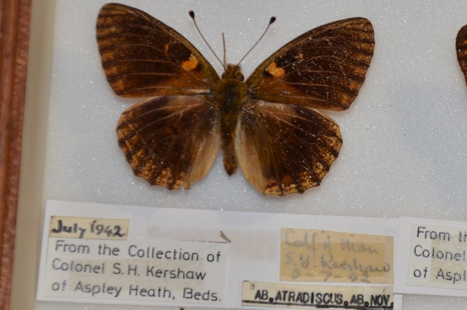 Argynnis aglaja (Dark Green Fritillary aberration 2) (Internet Image property of respective owner, non-commercial use only)